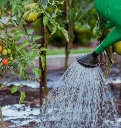the-cultivation-of-5455003_1280